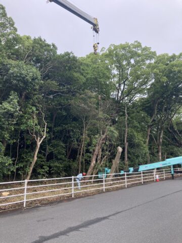 津八幡神社　樹木の伐採作業　クレーン車