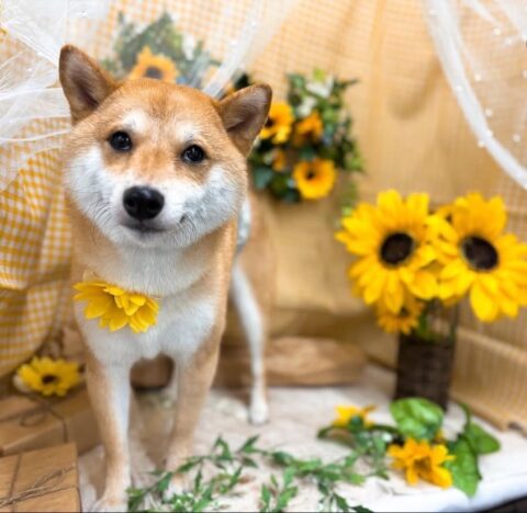 ゴン太　松阪クレーン看板犬